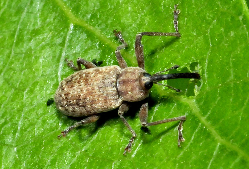 Curculionidae:  Dorytomus longimanus